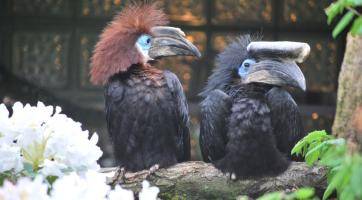 Zlínská zoo zabodovala v soutěži Bílý slon. Zoologického „Oscara“ získala za odchov zoborožce hrubozobého