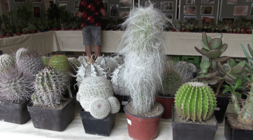 Výstavu kaktusů a sukulentů navštívily v Hodoníně stovky lidí