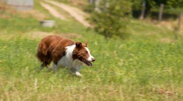 Ovčáčtí psi vodili ovce po pastvině a zaháněli je do ohrad