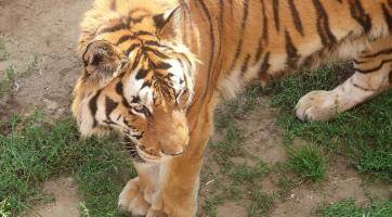 Velké díky, milí Zlíňané! Už jsem fit, váš tygr ussurijský z Hodonína