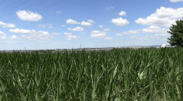 V okolí města vyrostou čtyři a půl tisíc stromů