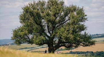 O titul Strom roku 2025 zabojuje památná hrušeň z Míkovic. Hlasovat můžete i vy!
