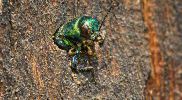 V areálu zlínské zoo se poprvé podařilo zdokumentovat výskyt vzácného krasce dubového