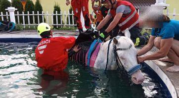 Hasiči zachraňovali koně, který spadl do bazénu