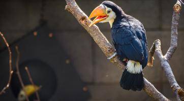 Další chovatelský „majstrštyk“! V Zoo Zlín se poprvé v historii vylíhla mláďata tukanů obrovských