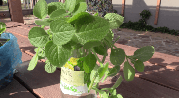 Součástí Hodonínských dnů pro klima byl také swap