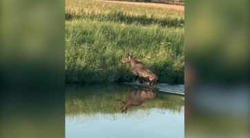 Migrující mládě losa evropského se v pondělí ráno vykoupalo v řece Olšavě 