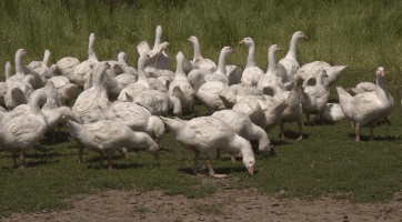 Ve Stříteži nad Bečvou najdete nejlepší Ekofarmu roku 2025