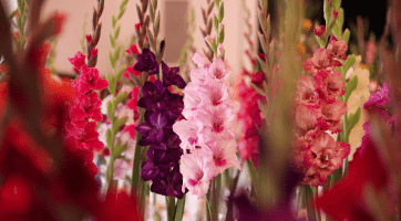 Valašské Meziříčí hostilo Mezinárodní výstavu mečíků a jiřin