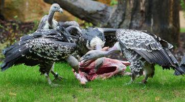 Komentované krmení supů v Gora Arku slibuje nezapomenutelný zážitek