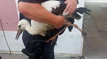 Zlínští strážníci pomáhali čapím mláďatům, která nezvládla svůj první let