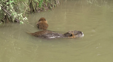 Město Kyjov vyzývá občany, aby nekrmili nutrie