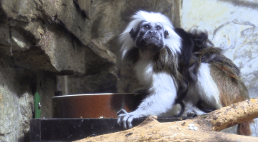 Návštěvníci hodonínské zoo mohou vidět mláďata tamarínů a zeber