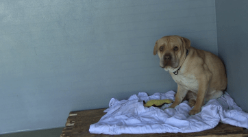 Psí útulek v Hodoníně se rychle zaplnil čtyřnohými obyvateli