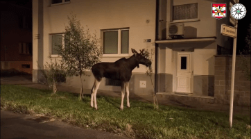 Při noční návštěvě Hodonína zastavil los Emil silniční i železniční dopravu