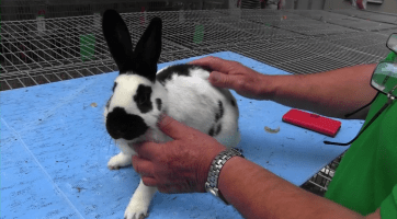 Kyjovské letní slavnosti doplnila výstava chovatelů