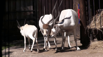 Týden pro pralesy věnovala zoo šelmám, hadům i antilopám