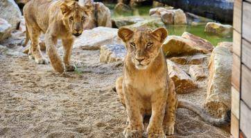 Do výběhu lvů někdo hodil PET láhev. Lví skupina je nyní pod dohledem veterinářů