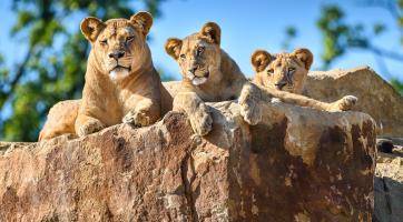 Zlínskou zoo od začátku roku navštívilo 700 000 lidí. Padne letos rekord?