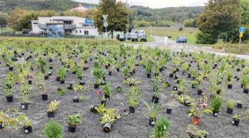 Kruhový objezd v Otrokovicích se mění na prérijní záhon