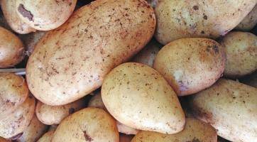 Recidivista sklidil úrodu na cizím poli. Usvědčila ho fotopast