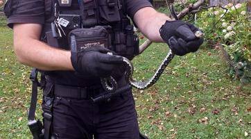 Dvě užovky na scéně. Jedna zamotaná do síťky, druhá na návštěvě mateřské školy