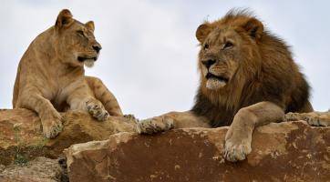 Zlínská zoo otevírá první záchranné centrum pro lvy v Česku