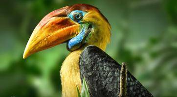 Zoo Zlín odchovala jako první zoo v Česku zoborožce přilbového