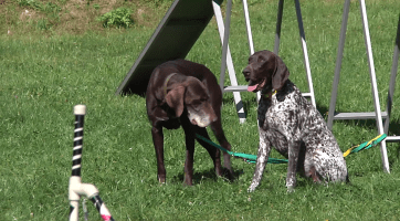 Ve Vsetíně se konal 19. ročník akce Fešák pes
