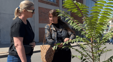 Zlínský kraj se pustil do systematické regulace pajasanu