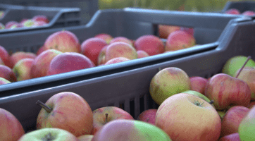 Na Valašsku se rodí poctivý mošt 