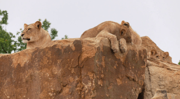 Zlínská zoo otevřela první lví záchranné centrum v Česku 