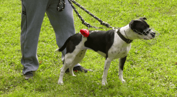 Pod Vinohrady slavnostně otevřeli nové oplocené psí hřiště