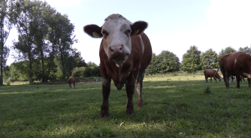 Jogurt s příchutí hrušky a skořice okouzlil porotu Zlínského kraje