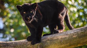 Milované děvče nebo květinka. Jaguáří samička ze zlínské zoo dostala krásné jméno