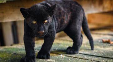 Zlínská zoo chystá křest jaguáří princezny. O jménu rozhodují fanoušci