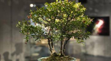 Ve Starém Městě je k vidění unikátní výstava bonsají. Premiéru mají bonsajové misky