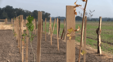 Veselí nad Moravou vysadí skoro osm tisíc dřevin