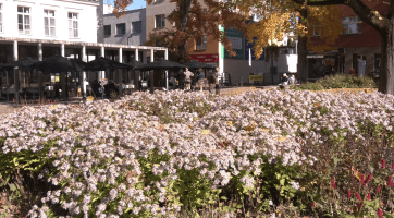 Ocenění Park čtvrtstoletí získal park Komenského