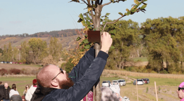 Pod vrchem Radošov se rozrostla alej stromů života