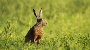 Myxomatóza zajíců se objevila ve Zlínském kraji. Jeden případ hlásí Ostrožská Nová Ves