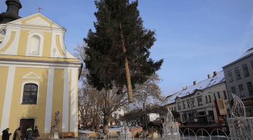 Náměstí v Hodoníně zdobí dvanáctimetrový smrk ztepilý
