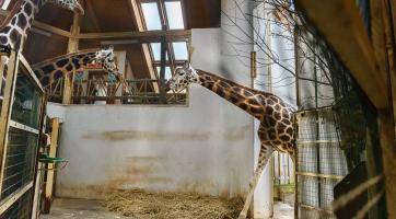Předčasný dárek v Zoo Zlín! Ze Dvora Králové přicestovala žirafa Ema