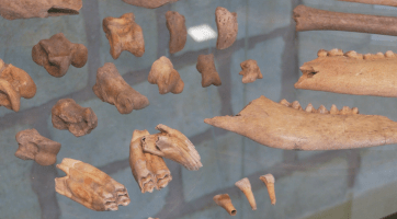 Naši předkové pěstovali vinnou révu o 500 let dřív, než se předpokládalo