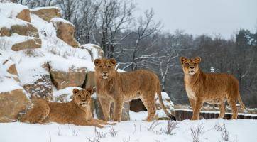 Do zlínské zoo za korunu? Stačí přinést pololetní vysvědčení