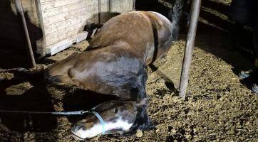 Kůň uklouzl a zůstal zaklíněný pod krmelcem. Vysvobodili ho hasiči se speciální technikou