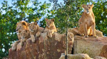 Zoo Zlín má za sebou nejlepší rok v historii