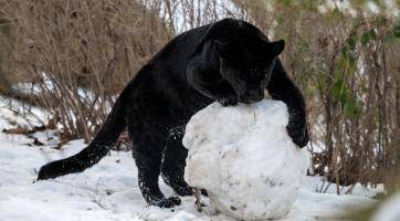 Sněhovou nadílku si řada zvířat ve zlínské zoo užívá. Teplomilní tvorové se mohou ohřát u infrazářičů