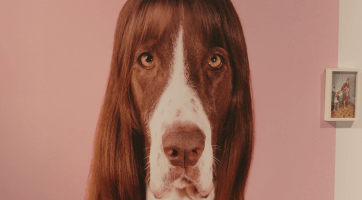 Krajská galerie láká na věrné psí společníky i literární klasiku