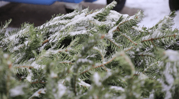 Svoz vánočních stromků v Hodoníně je v plném proudu